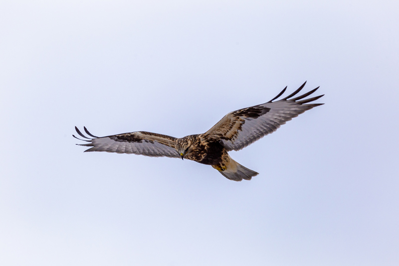 Take Flight by Andrew March